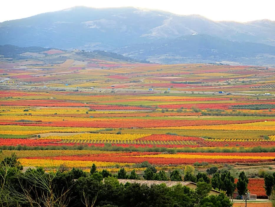 La metamorfosis de la viña: otoño, hoja y destino