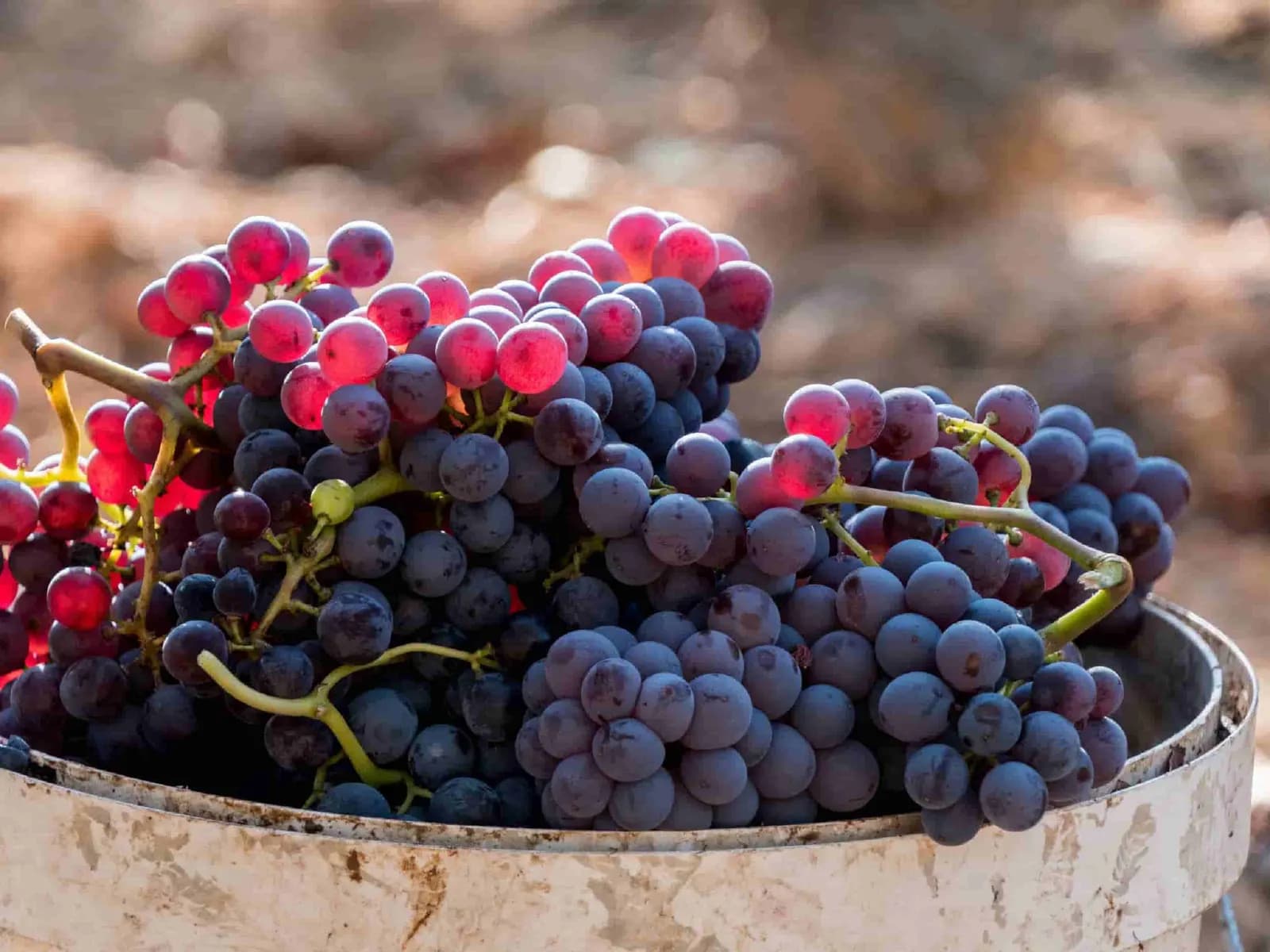 uva garnacha