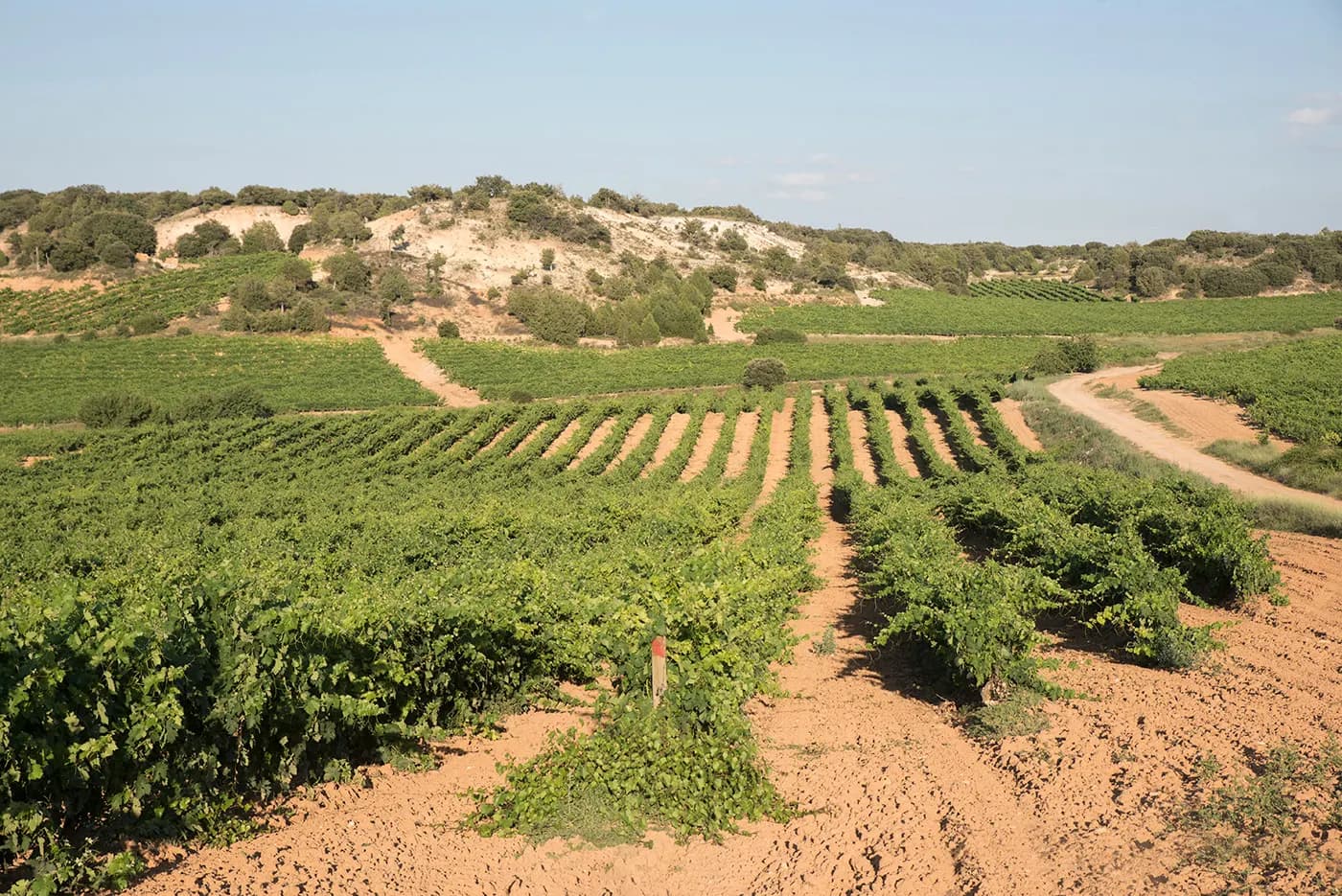 Viñedo y bodega de Castillejo de Robledo, en Castillejo de Robledo (Soria)