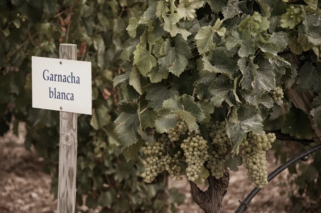 uva garnacha