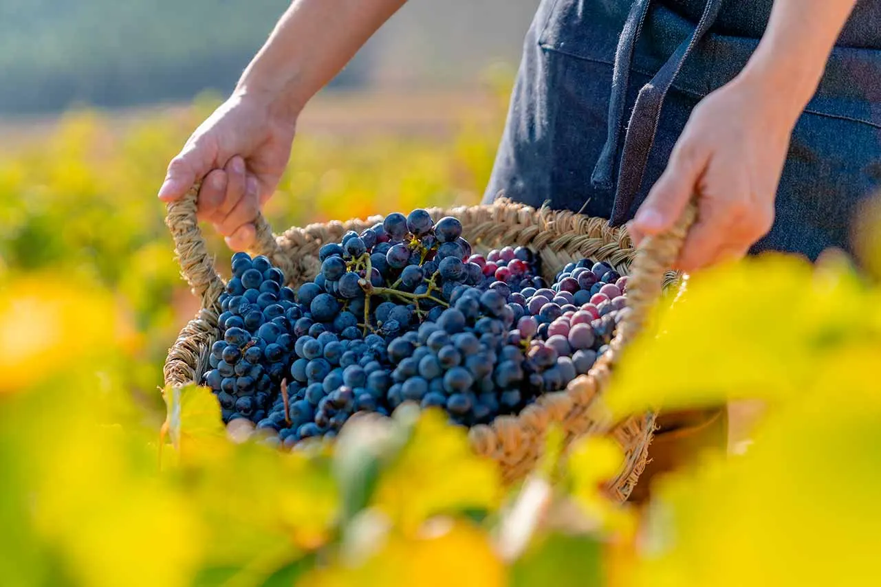 vino garnacha