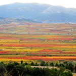 La metamorfosis de la viña: otoño, hoja y destino