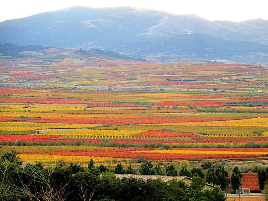 La metamorfosis de la viña: otoño, hoja y destino