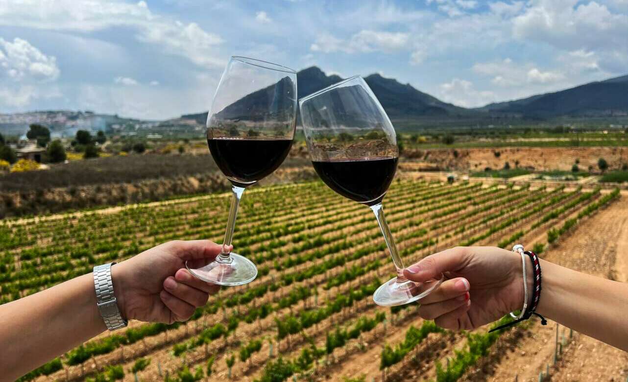 vino garnacha